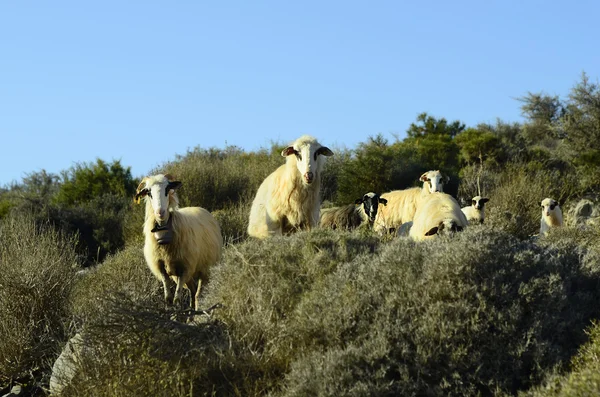 Řecko, Kréta — Stock fotografie