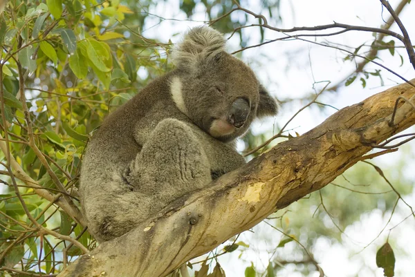 Austrália, Zoologia , — Fotografia de Stock