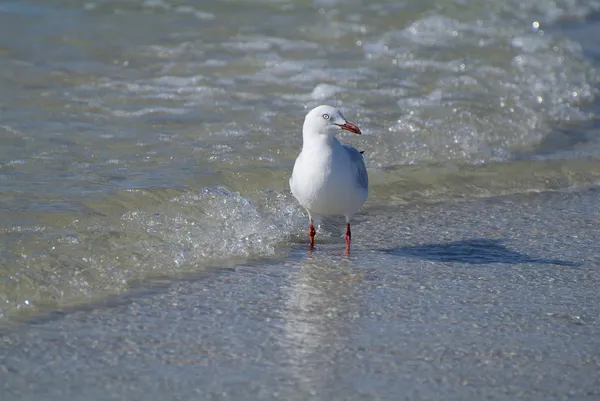 Australië, zoölogie — Stockfoto