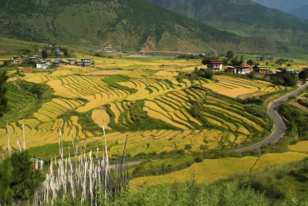Bután, Punakha Imágenes De Stock Sin Royalties Gratis