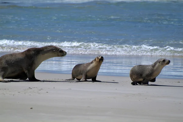 Australia, Kangaroo Island — Stock Photo, Image