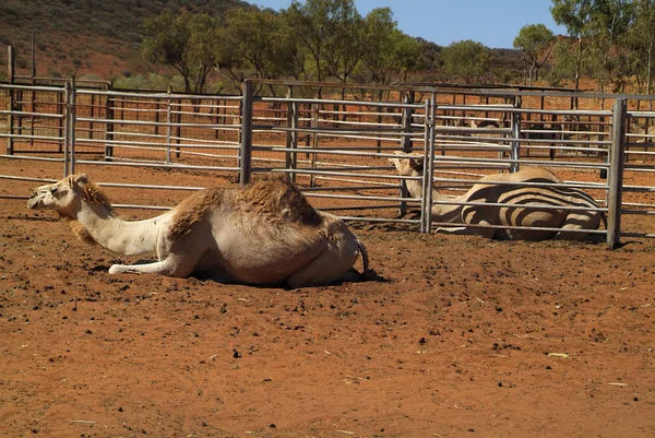 Australia, Alice Springs — Stock Photo, Image