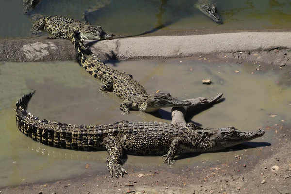 Australien, zoologi — Stockfoto