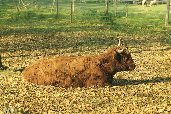 Zoologie — Stock fotografie