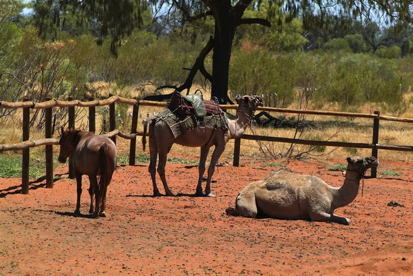 Australia, entroterra — Foto Stock