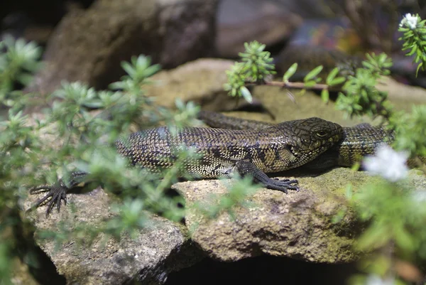 Australien, Zoologie — Stockfoto