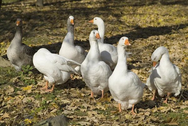 Zoology, Goose — Stock Photo, Image