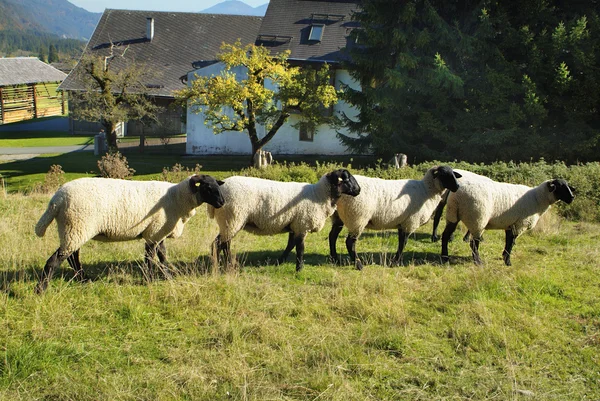 Sheep tirol Stock Photos, Royalty Free Sheep tirol Images | Depositphotos