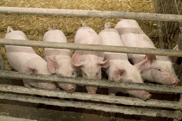 Zoologi, industri — Stockfoto