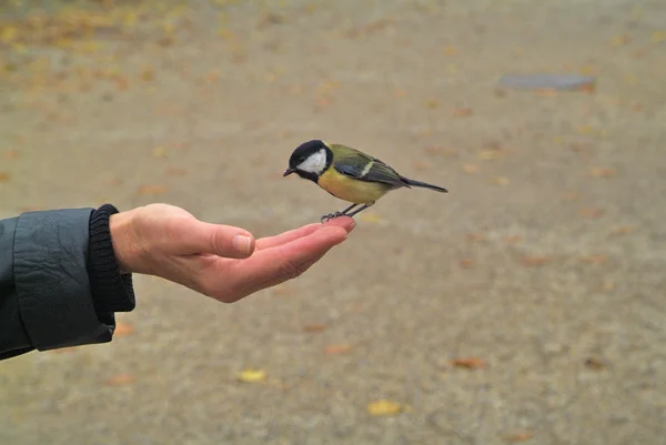 Zoologie, ptáci — Stock fotografie