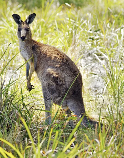 Ausztrália, kenguru — Stock Fotó