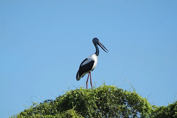 Australia, Zoology — Stock Photo, Image