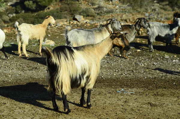 Grécia, Creta — Fotografia de Stock