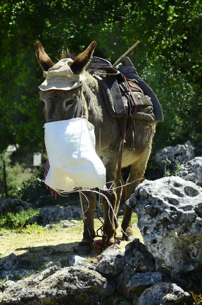 Grecia, Creta — Foto de Stock