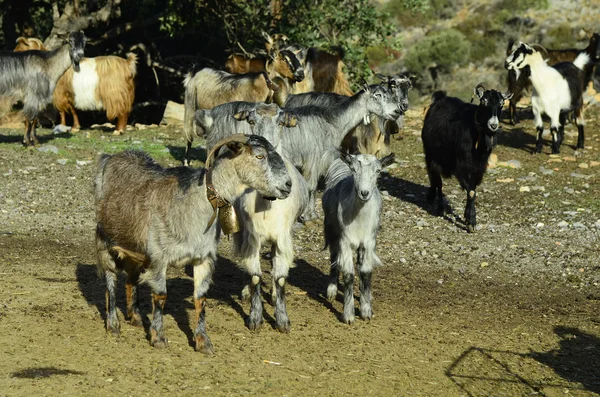 Grécia, Creta — Fotografia de Stock