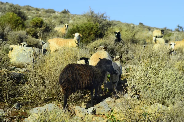 Grecia, Creta —  Fotos de Stock