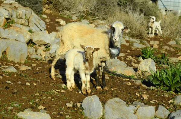 ग्रीस, क्रेते — स्टॉक फ़ोटो, इमेज