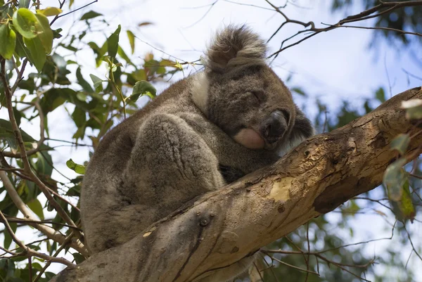 Australien, zoologi — Stockfoto