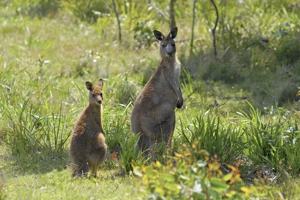 Australia, kangaroo — Stock Photo, Image