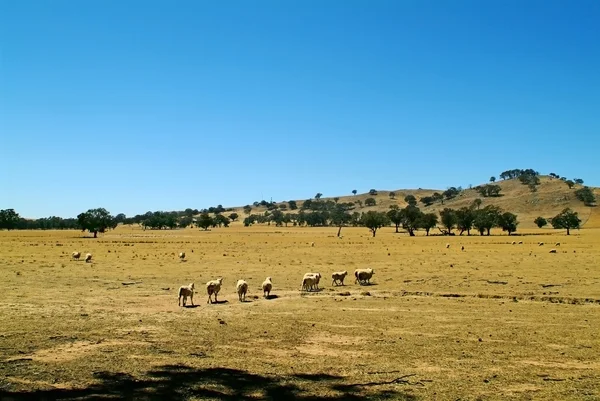 En Australia. Victoria. — Foto de Stock