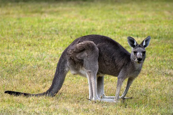 Australia, Zoologi — Stok Foto