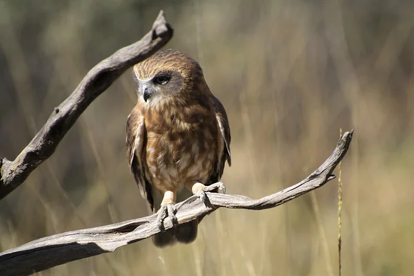 Australien, zoologi — Stockfoto