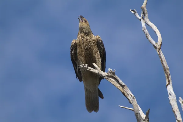 Australia Zoology — Stock Photo, Image