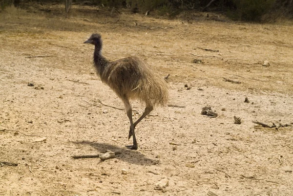 Australia Zoology — Stock Photo, Image
