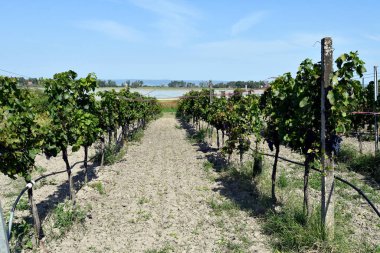 Avusturya, Pannonian ovalarındaki Burgenland Neusiedlersee-Seewinkel ulusal parkında kuş hasarına karşı renkli kurdelelerle korunan Grapevinler, bozkır manzaralı, sulak ve tuzlu göletli popüler gezi merkezleri