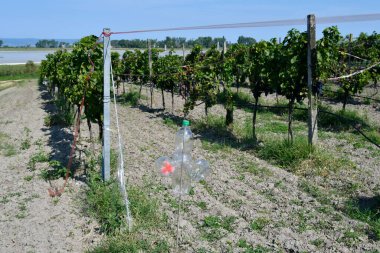 Avusturya, renkli kurdeleli sarmaşıklar ve komik bir fırıldak Burgenland 'daki Neusiedlersee-Seewinkel ulusal parkında kuş hasarına karşı bir caydırıcı olarak korunuyor.