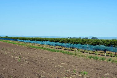 Avusturya, sarmaşıklar kuş hasarına karşı Burgenland 'daki Neusiedlersee-Seewinkel Ulusal Parkı' ndaki ağlarla korunuyor. Bozkır arazisi, sulak alanlar, tuz göletleri ve kuş yaşamlarıyla bilinen popüler gezi merkezleri.