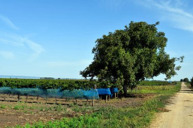 Avusturya, sarmaşıklar kuş hasarına karşı Burgenland 'daki Neusiedlersee-Seewinkel Ulusal Parkı' ndaki ağlarla korunuyor. Bozkır arazisi, sulak alanlar, tuz göletleri ve kuş yaşamlarıyla bilinen popüler gezi merkezleri.