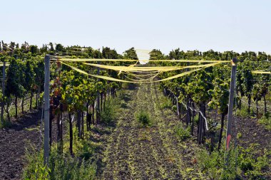 Avusturya, renkli kurdeleli sarmaşıklar Burgenland 'daki Neusiedlersee-Seewinkel ulusal parkında kuş hasarına karşı bir caydırıcı olarak korunuyor. Pannonian ovalarında, bozkır arazisi, sulak alanlar, tuz göletleri ve bilinen adıyla bilinen popüler bir gezi merkezi.