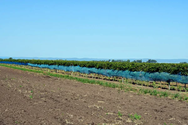 Avusturya, sarmaşıklar kuş hasarına karşı Burgenland 'daki Neusiedlersee-Seewinkel Ulusal Parkı' ndaki ağlarla korunuyor. Bozkır arazisi, sulak alanlar, tuz göletleri ve kuş yaşamlarıyla bilinen popüler gezi merkezleri.