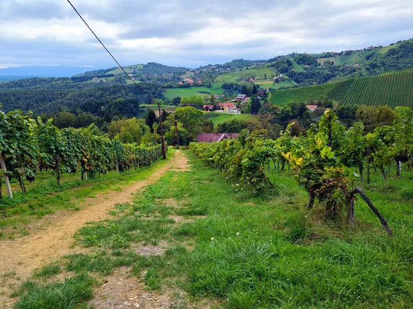 Österreich Ländliche Landschaft Mit Weinbergen Der Sausaler Weinstraße Der Südsteiermark — Stockfoto