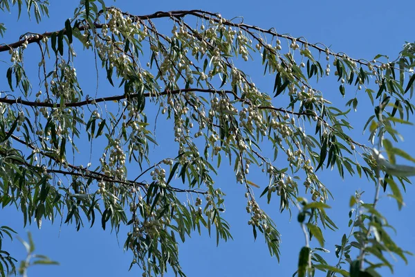 Avusturya, elaeagnus zeytinyağı namı diğer Rus zeytinyağı Burgenland 'daki Neusiedlersee-Seewinkel ulusal parkında, Pannonya ovalarında, bozkır arazisi, sulak alanlar, tuz göletleri ve kuş yaşamı ile bilinen popüler bir gezi merkezi.