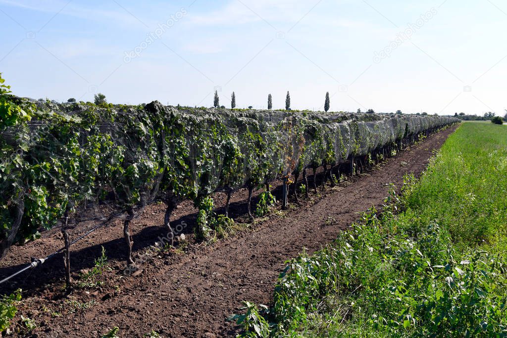 Austria, vines protected against bird damage with nets in Neusiedlersee-Seewinkel national park in Burgenland in the Pannonian lowlands, popular excursion destination with steppe landscape, wetlands, salt ponds and known for its bird life