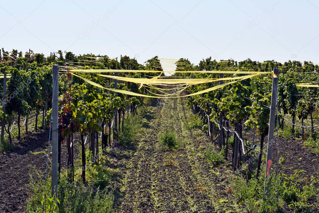 Austria, Vines with colored ribbons protected as a deterrent against bird damage in Neusiedlersee-Seewinkel national park in Burgenland in the Pannonian lowlands, popular excursion destination with steppe landscape, wetlands, salt ponds and known for