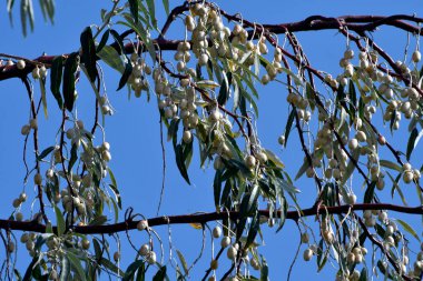Avusturya, elaeagnus zeytinyağı namı diğer Rus zeytinyağı Burgenland 'daki Neusiedlersee-Seewinkel ulusal parkında, Pannonya ovalarında, bozkır arazisi, sulak alanlar, tuz göletleri ve kuş yaşamı ile bilinen popüler bir gezi merkezi.