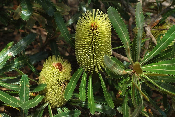 Australia, botany — Stock Photo, Image