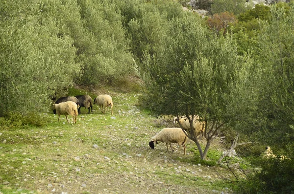 Grecja, Kreta — Zdjęcie stockowe