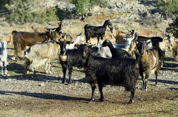 Griekenland, Kreta — Stockfoto