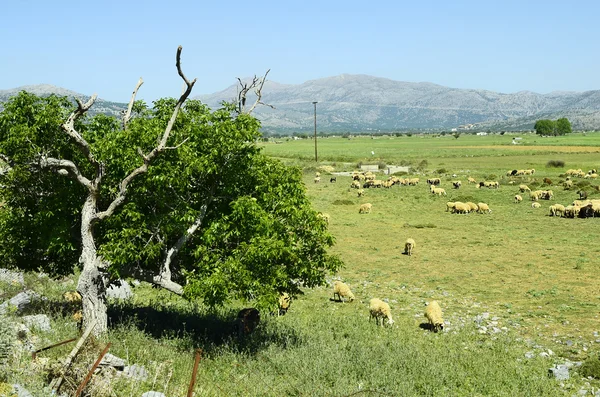 Řecko, Kréta — Stock fotografie