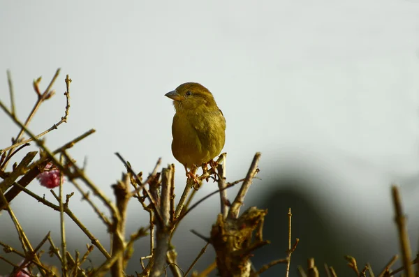 Zoologie, ptáci — Stock fotografie