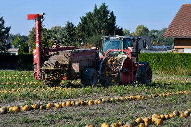 Reisenberg, Avusturya - 20 Ekim 2021: Kimliği belirlenemeyen traktörlü çiftçi, balkabağı hasadı, çekirdekleri Styrian yağı olarak bilinen özel bir petrol için kullanılıyor.