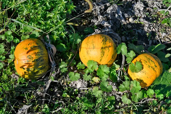 Reisenberg Austria Campo Con Calabazas Listo Para Cosecha Utilizado Para —  Fotos de Stock