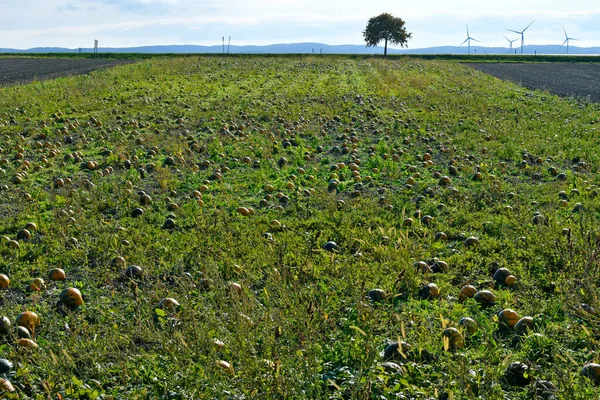 Reisenberg Österreich Feld Mit Erntebereiten Kürbissen Für Steirisches — Stockfoto