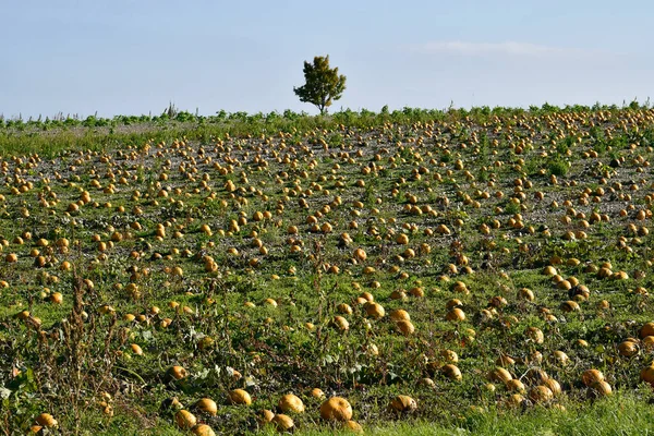 Reisenberg Österreich Feld Mit Erntebereiten Kürbissen Für Steirisches — Stockfoto