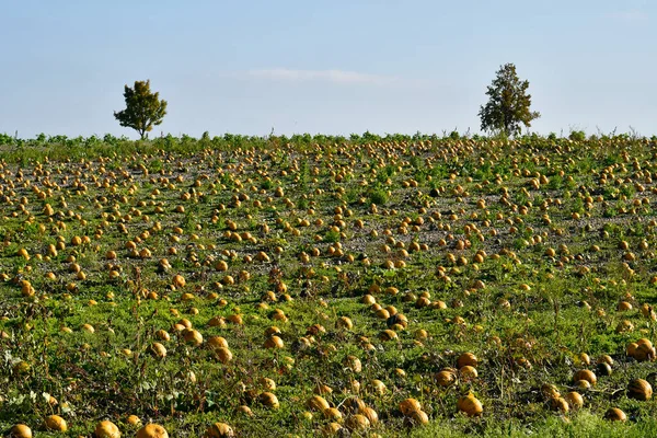 Reisenberg Austria Campo Con Zucche Pronte Raccolta Utilizzato Olio Stiriano — Foto Stock