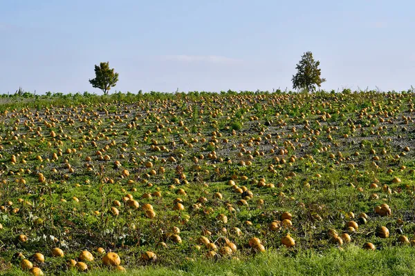 Reisenberg Österreich Feld Mit Erntebereiten Kürbissen Für Steirisches — Stockfoto